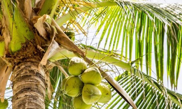 6 REASONS TO HAVE COCONUT WATER