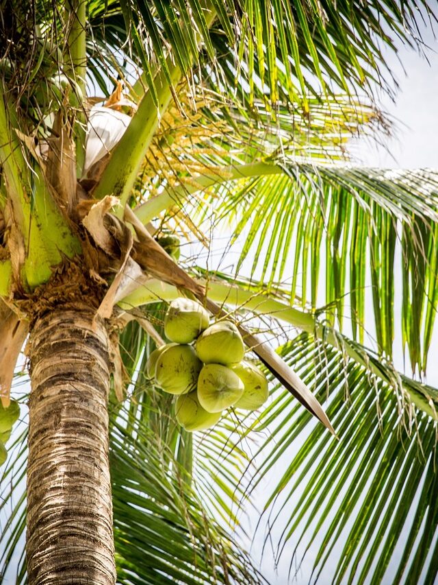 6 REASONS TO HAVE COCONUT WATER