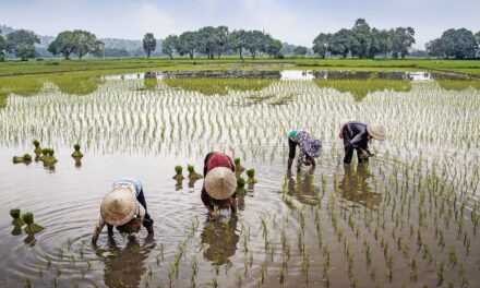 Centre okays Rs 14,000-crore for 7 new schemes to boost farmer income