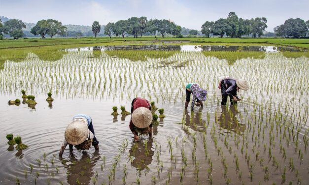 Centre okays Rs 14,000-crore for 7 new schemes to boost farmer income