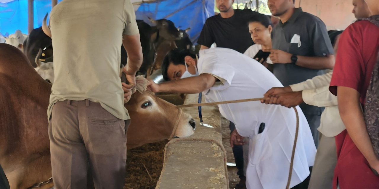 Animal Ophthalmology Camp Addresses Bovine Eye Health at Hingonia Cow Rehabilitation Centre