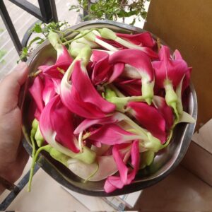 Superfood Vegetable Hummingbird (Bokful) A Nutrient-Rich Urban Garden Superfood loved by Bengali