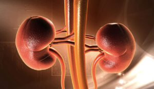 Best Nutrients for Healthy Kidneys, Says Doctor
