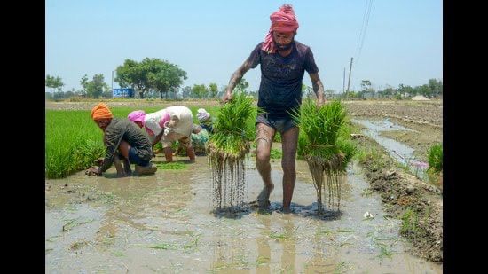 Mann Government Stands with Farmers: Promise to Buy Every Single Bag of Paddy, Farmers Getting Full Payment