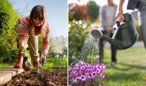Tips for Fall Garden Care for Beginners