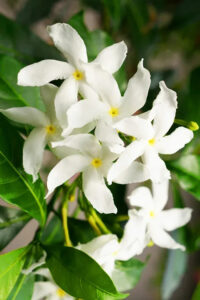 Simple Home Gardening Tips to Grow Jasmine Indoors in Just Four Weeks