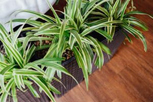 Air-Purifying Plants for Post-Diwali Clean Air at Home