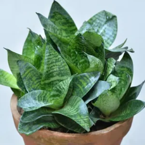 Air-Purifying Plants for Post-Diwali Clean Air at Home