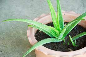 Grow Aloe Vera Easily: Perfect for Balcony Gardens