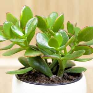 Indoor Succulent Ideas: Brighten Your Home Naturally