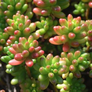 Indoor Succulent Ideas: Brighten Your Home Naturally