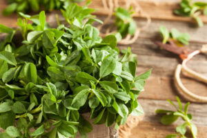 Methi Gardening for Beginners: Fresh Leaves in Less Than a Month