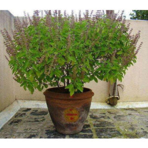Tulsi Plant Benefits: From Tradition to Modern Science