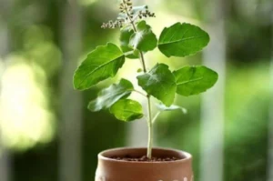Tulsi Plant Benefits: From Tradition to Modern Science