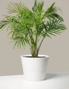 5 Entrance Plants to Bring Luck, Wealth & Happiness in 2026